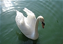 A Swan on Lake Shrine A Swan on Lake Shrine