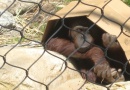 Orangutan - Los Angeles Zoo